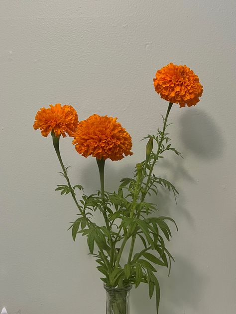 Marigold Flower Aesthetic, Marigold Aesthetic, Flowers Marigold, House Jungle, Jewerly Art, Art Vibe, Flower Types, Reference Ideas, Flower Close Up