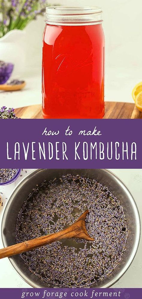 Discover Homemade Kombucha & Kombucha Flavors Recipes with how to make lavender kombucha. This recipe uses a green tea starter, kombucha scoby, and dried lavender flowers for a calming and aromatic drink. Lavender is perfect for spring and summer with its beautiful purple blooms and calming nature. Learn to make this refreshing and probiotic-rich beverage. Find more probiotic drinks for gut health, herbal drink recipes, and edible flowers recipes at growforagecookferment.com. Drinks For Gut Health, Lavender Kombucha, Kombucha Flavors Recipes, Green Tea Kombucha, Edible Lavender, Best Kombucha, Flowers Recipes, Kombucha Flavors, Herbal Drink