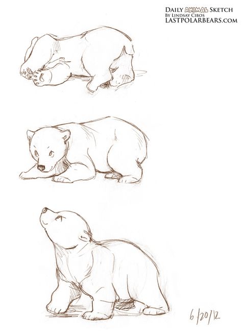 Daily_Animal_Sketch_099 Polar Bear Outline, Polar Bear Drawing, Bear Sketch, Bear Tattoos, Bear Drawing, Animal Study, Art Embroidery, Bear Art, Animal Sketches