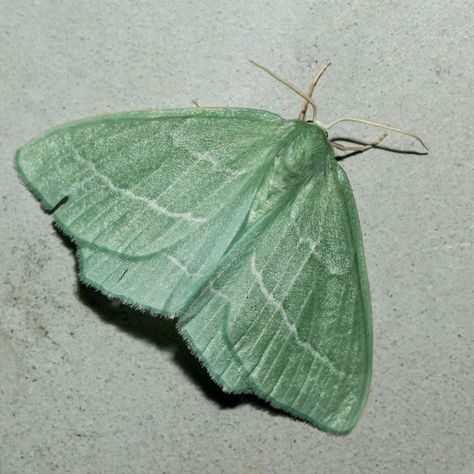 Emerald Moth, Green Moth Aesthetic, Moth Close Up, Pale Tussock Moth, Pretty Moth Species, Small Moths, Moth Species, Australian Fauna, Insect Photography