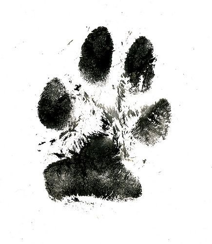 Paw Print Drawing, Cat Paw Tattoos, Dog Print Tattoo, Pawprint Tattoo, Dog Paw Tattoo, Baby Scan, Paw Tattoo, Pet Paw Print, Cat Paw Print