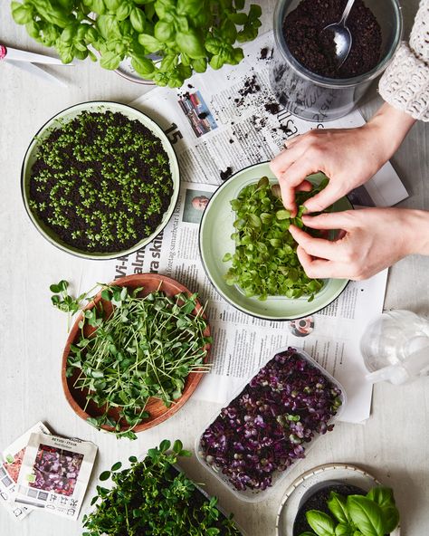 How to Grow Microgreens: Easy and Delicious | Good Eatings » Good Eatings | | Bloglovin’ How To Grow Microgreens, Microgreens Recipe, Micro Herbs, Grow Microgreens, Coffee Lounge, Smore Recipes, Micro Greens, Growing Microgreens, Mustard Greens