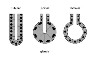 Exocrine multicellular glands tubular, acinar and alveloar Anatomy And Physiology, Biochemistry, Online Learning, Anatomy, Medicine, Science, Electronic Products, Blue