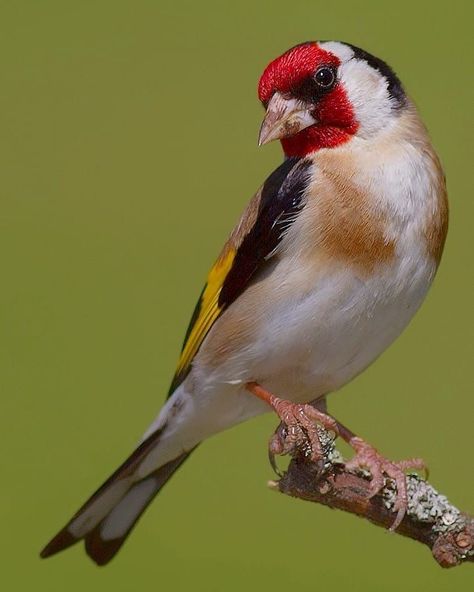 Goldfinch Photography, European Goldfinch, Goldfinch Bird, Chaffinch, Bird Identification, Kingfisher Bird, African Art Paintings, Finches, Australian Birds