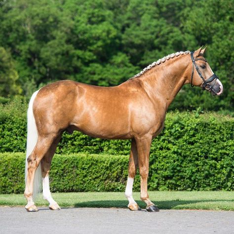 Warmblood Horses, Pony Breeds, Golden Boy, Oldenburg, Sport Horse, Equine Photography, Pretty Horses, Horse Pictures, Beautiful Horses