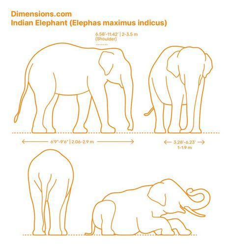 Aesthetic Elephant, Elephant Aesthetic, Elephant Anatomy, Pygmy Elephant, Elephant Quotes, Forest Elephant, Drawing Elephant, Mammals Animals, Elephant Habitat