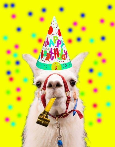 Happy birthday alpaca Silly Birthday Wishes, Happy Birthday Llama, Funny Birthday Meme, Llama Llama, Happy Birthday Wishes Cake, Llama Birthday, Funny Llama, Birthday Wishes Funny, Happy Birthday Meme