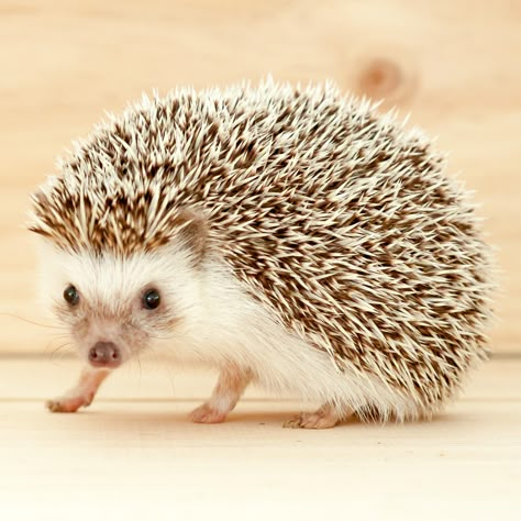 Hedgehog of the Day! 🦔🤎 #hedgehog #hedgehogs #hedgehogoftheday #hedgies #hedgehogfriends #ハリネズミ Desert Hedgehog, Hedgehog Pictures, Desert Animals, Animal Anatomy, Cool Animals, Crustaceans, Animal Photos, Space Station, Rabbits