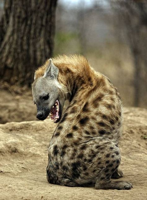 Brown Hyena, Striped Hyena, Spotted Hyena, African Wild Dog, African Wildlife, Wild Dogs, Hyena, African Animals, On The Ground