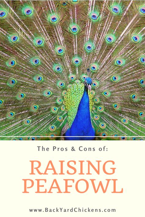 Peacock Raising, Raising Peacocks, Keeping Ducks, Animal Farming, Peacock And Peahen, Majestic Birds, Raising Chicks, Pygmy Goat, Dream Farm