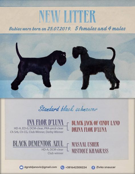 Black Standard Schnauzer, Black Schnauzer, Standard Schnauzer, Derby Winners, Dog Info, First Name, Jack Black, Puppies For Sale, Serbia