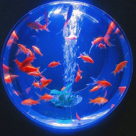 Goldfish, Swimming, Fish, Water, Blue