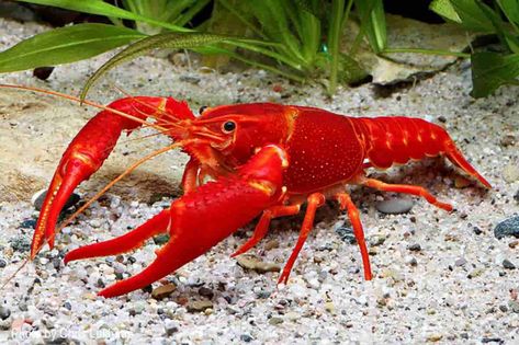 Procambarus clarkii – Detailed Guide: Care, Diet, and Breeding - Shrimp and Snail Breeder Freshwater Lobster, Crab And Lobster, Red Lobster, Aquatic Animals, Crustaceans, Freshwater Aquarium, Ocean Creatures, Ocean Animals, Animal Tshirt