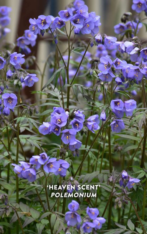 Shaded Garden, Purple Plants, Purple Highlights, Jacob's Ladder, Flower Garden Design, Border Plants, Proven Winners, Flower Gardens, Spring Color