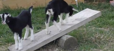 Furnish your goat’s playground with a seesaw! Place a large cylinder of wood on the ground and rest a thick wood board on the cylinder. Consider covering the top of the wood board with textured door Goat Paddock, Seesaw Playground, Paddock Ideas, Goat Yard, Goat Houses, Zebu Cow, Goat Playground, Goat Toys, Goat Shelter