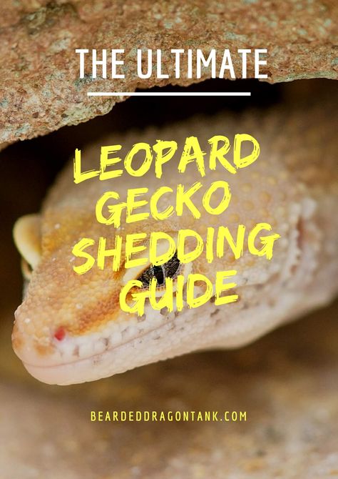 Leopard Gecko Funny, Leopard Gecko Feeding Chart, Leopard Gecko Feeding Schedule, Leapord Gecko Cages, Mack Snow Leopard Gecko, Tangerine Leopard Gecko, Leopard Gecko Cute, Leopard Gecko Morphs, Dragon Facts