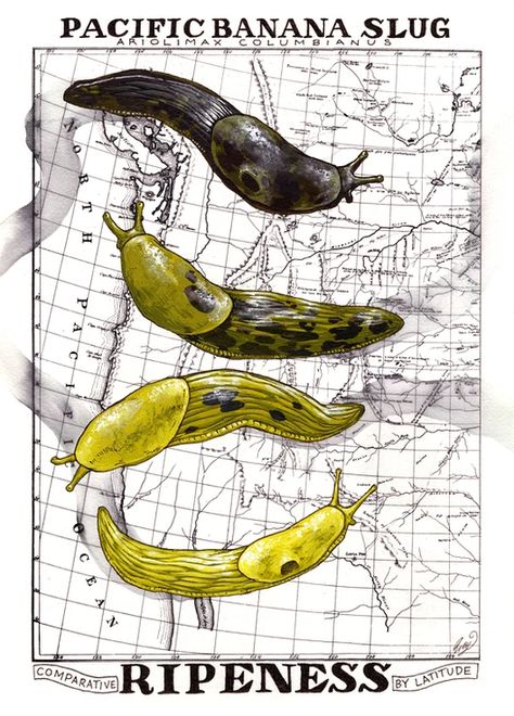 Banana Slug Ripeness Chart | ILLUSTRATION Banana Slugs, Banana Slug, Back Of My Mind, Slug, Natural History, Art Classes, My Mind, Oregon, Art Design