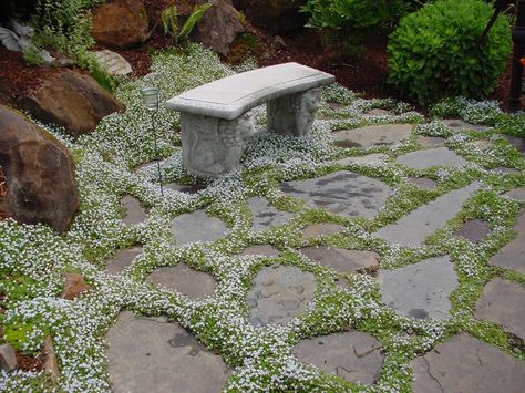 Planning Garden, Perennial Ground Cover, Patio Grande, Snow In Summer, Gardening Design, Gardening Landscaping, Landscaping Garden, Garden Idea, Party Garden