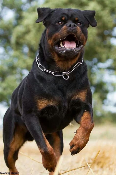 Coming for them bones! German Rottweiler, German Dog Breeds, Biggest Dog, Rottweiler Breed, Rottweiler Love, Rottweiler Lovers, Rottweiler Puppies, Rottweiler Dog, Guard Dogs