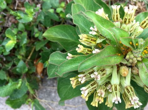 Zizotes Milkweed - Garden Style San Antonio Milkweed Garden, Garden Problems, Awake At Night, Video Garden, Gardening 101, Plant Diseases, Landscape Design Plans, Watering & Irrigation, Pollinator Garden