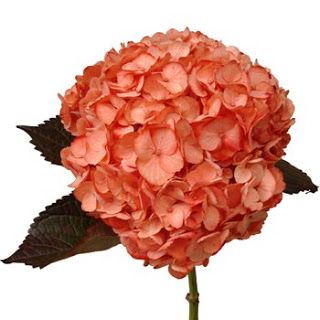 White Hydrangea bunches painted with floral paint to a coral color. Peach Hydrangea, Salmon Peach, Hydrangea Bouquet, Coral Wedding, Coral Flowers, Coral Peach, Hydrangea Flower, Coral Orange, Bridesmaid Bouquet