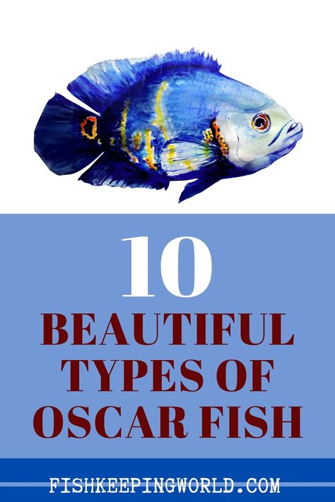 The incredible appearance and large size of Oscar fish have quickly elevated these species into the spotlight. If schooling fish are just not for you, then look no further! Keep reading to find out the best types of Oscar fish – from the best colors to the best temperaments for beginners, we’ve got you covered. #oscarfish #beginnerfish #fishcare #fishtank #fishspecies #fishkeeping Oscar Tank Ideas, Oscar Fish Tank Ideas, Oscar Cichlid, Tiger Oscar Fish, Spongebob Fish Tank, Pacu Fish, Tropical Fish Pictures, Schooling Fish, Oscar Fish