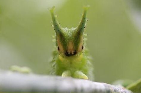 The Japanese Emperor Caterpillar. Immensely cute! Japanese Emperor Caterpillar, Emperor Caterpillar, Emperor Butterfly, Japanese Emperor, Having A Bad Day, Bad Day, A Face, Caterpillar, A Bad