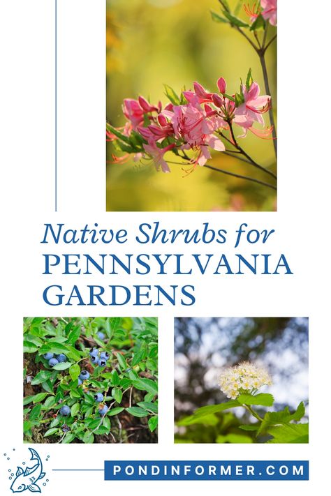 Add color to your Pennsylvania garden with beautiful native shrubs! Find the list at Pond Informer. #pondinformer #shrubs #native #pennsylvania #garden Native Bush Garden, Pennsylvania Garden Ideas, Pennsylvania Native Plants, Pennsylvania Landscape, Native Plant Landscape, Full Sun Shrubs, Front Landscape, Plant Landscape, Bush Garden