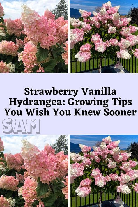 Discover the simple secrets of growing strawberry vanilla hydrangea. From planting to blooming, learn easy-to-follow tips that make gardening a breeze! Vanilla Strawberry Hydrangea, Hydrangea Cake, Strawberry Hydrangea, Hydrangea Tree, Hydrangea Landscaping, Outdoor Gardens Landscaping, Hydrangea Bush, Hydrangea Garden, Growing Strawberries