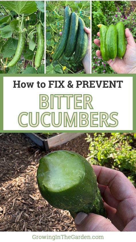 Why are cucumbers bitter? Find out the reasons behind this common problem and get tips on preventing and fixing bitter cucumbers. When To Harvest Cucumbers, Bitter Cucumbers, Garden Grid, Cucumber Varieties, Vine Fruit, Cucumber Canning, Planting Tips, Cucumber Plant, Growing Cucumbers