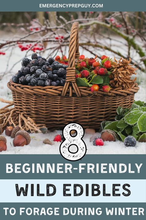 A basket filled with frozen wild berries, acorns, and winter foraged plants, highlighting beginner-friendly wild edibles for winter survival food. Foraging For Beginners Edible Plants, Winter Foraging, Foraging For Beginners, Herbalism For Beginners, Learn A Skill, Medicinal Wild Plants, Apple Plant, Wild Foraging, Wild Food Foraging