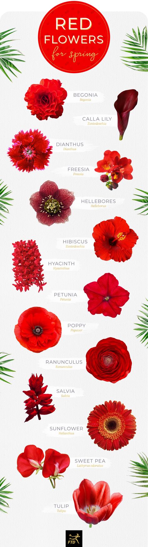 40 Types of Red Flowers - FTD.com Red Flower Types, Tiny Red Flowers, Red Summer Flowers, Red Flowers Drawing, Red Flower Names, Flower Herbarium, Wedding Flower Types, Small Red Flowers, Bright Red Flowers