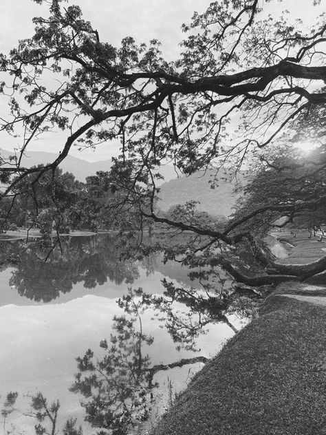 Taman tasik taiping with love Taman Tasik Taiping, Taiping, With Love, Water, Nature