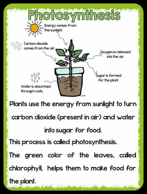 Plant Lessons, Plants Unit, Science Reading, 1st Grade Science, Cycling Clothes, About Plants, Plant Life Cycle, Science Notes, Cycle Parts