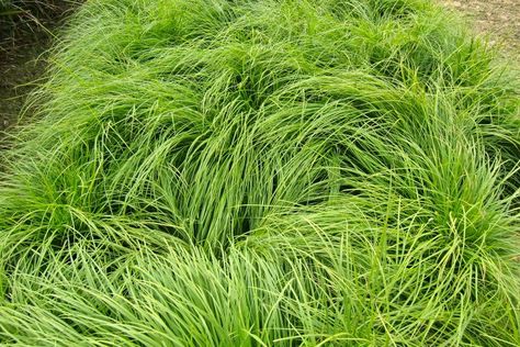 Carex Montana, Roy Diblik, Ground Covering Plants, Highland Landscape, Creeping Plants, Landscape Renovation, Plants For Landscaping, Ground Covering, Lawn Care Tips