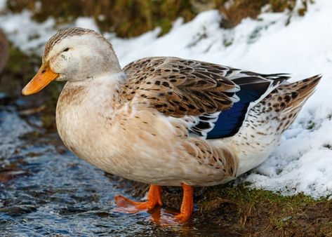 Silver Appleyard - Everything You Need to Know Silver Appleyard Ducks, Appleyard Ducks, Poultry Business, Ranger Rick, Duck Feed, Pekin Duck, Duck Breeds, Coop Ideas, Duck House