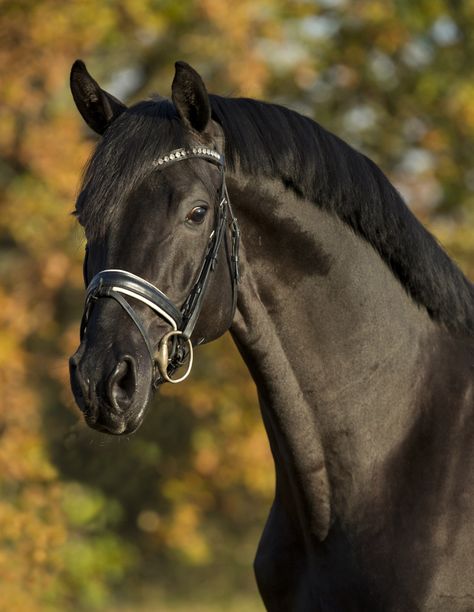 Morricone *2012 OLD Millenium x Hartima v. Rubin Royal - De Niro Warmblood Horses, Horse Inspiration, Cute Ponies, Horse Dressage, Black Stallion, Black Horses, Most Beautiful Horses, Dressage Horses, Majestic Horse