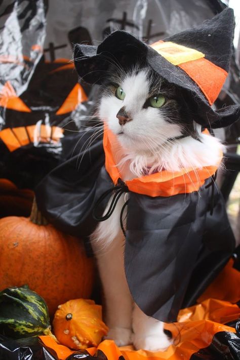 Jazz looks like a stuffed animal in his witch costume. http://ift.tt/2e2rFhl Cute Witch Costume, Halloween Pets, Cute Halloween Outfits, Halloween Cats, Cat Halloween Costume, Pet Halloween Costumes, Cat Stands, Cat Cafe, Witch Costume