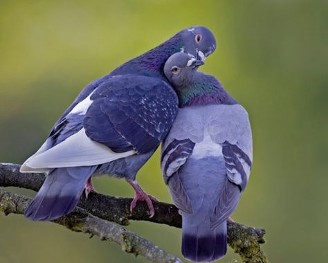 Pigeons Hugging Birds Sitting, Blue Birds, Two Birds, Birds, Flowers, Blue, White