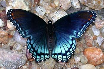 Red-spotted Purple (Limenitis arthemis astyanax) Blue Butterfly Species, Pollinators Poster, Red Spotted Purple Butterfly, Purple Butterfly Tattoo, Most Beautiful Butterfly, Tiger Swallowtail, Blue Swallow, Beautiful Butterfly Photography, Butterfly Species