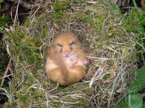 Mice Photos, Sleeping Dormouse, About Trees, Yorkshire Dales National Park, Harvest Mouse, Artsy Ideas, Story Books Illustrations, Field Mouse, Animal References