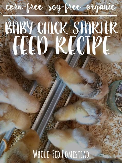 Chicken Feed Diy, Homemade Chicken Feed, Chick Feed, Organic Chicken Feed, Urban Chicken Farming, Urban Chickens, Backyard Chicken Farming, Chicken Garden, Organic Baby Food