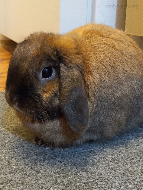 Bunny Loaf, Daily Bunny, Bunny Bunny, Cute Bunny, Animals, Quick Saves