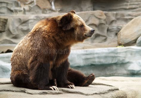 Grizzly bear. A grizzly bear sitting on a rock formation at the zoo , #AFFILIATE, #grizzly, #bear, #Grizzly, #sitting, #zoo #ad Grizzly Bear Sitting, Grizzly Bear Cub, Bear Sitting, Forest And Wildlife, Bear Drawing, Blue Bear, Bear Photos, Bear Illustration, Bear Pictures