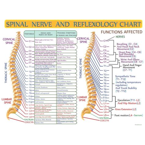 Spinal Nerve and Reflexology Infographic Print by Hearts for | Etsy New Zealand Acupressure Chart, Ear Reflexology, Reflexology Foot Chart, Spinal Column, Spinal Nerve, Reflexology Chart, Pinched Nerve, Acupressure Massage, Foot Reflexology