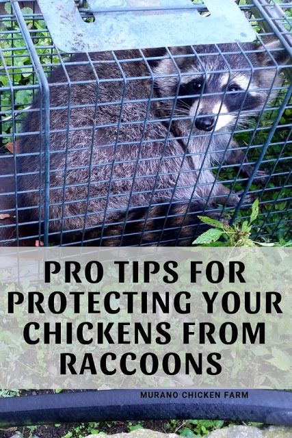 How to protect your chickens from raccoons. It's time to predator proof your chicken coop and protect your flock against raccoons. Easy to follow steps to prevent and remove raccoons from your chicken coop and run area. #chickens #homesteading #poultrypredators Building Chicken Coop, Chicken Coop And Run, Coop And Run, Urban Chicken, Urban Chicken Farming, Portable Chicken Coop, Urban Chickens, Chicken Farming, Backyard Chicken Farming