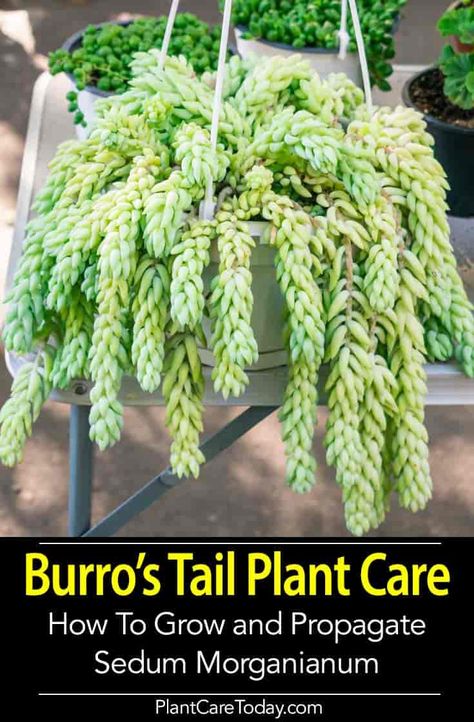 Burro’s Tail plant, donkey tail, Sedum morganianum, easy care and makes a beautiful hanging succulent basket or potted plant, indoors and out. [CARE GUIDE] Burrows Tail Plant Care, Donkey Tail Plant Care, Donkey Tail Plant, Donkey Tails Succulents, Donkey Tail Succulent Care, Donkey Ears Succulent, Succulent Basket, Burros Tail, Burros Tail Succulent