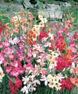 Flores gladíolo Deer Resistant Flowers, Gladiolus Bulbs, High Country Gardens, Partial Shade Plants, Dutch Gardens, Spring Hill Nursery, American Meadows, Gladiolus Flower, Perennial Border