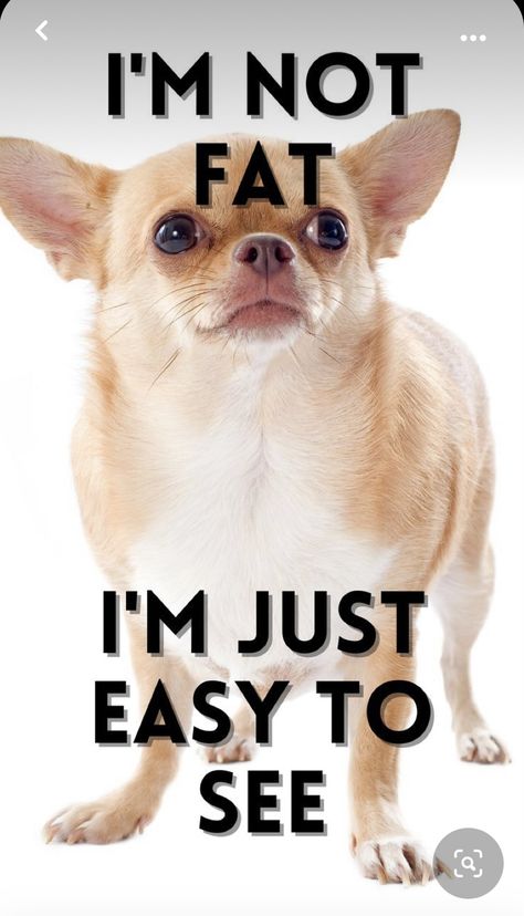 Chihuahua Quotes, Chihuahua Funny, Dog Quotes Love, Helpful Things, Cute Dog Photos, Basic Needs, Chihuahua Lover, Cute Chihuahua, Chihuahua Love