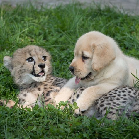 Friendship Photo, Baby Cheetah, Baby Tigers, Cheetah Cubs, Baby Cheetahs, Cheetahs, Cute Wild Animals, Animal Quotes, Cute Little Animals